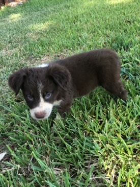 Border Collie – Border Collie Pup