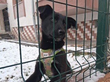 Border Collie – 8 aylık güclü yapılı ve oyuncu köpeğinize usuyemeyecgi  sevgi dolu sıcak bir ev ariyoruz – Istanbul