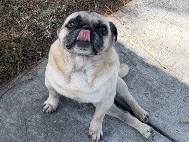 Pug – Gentle Senior Pug for Rehoming – 9-10 Years Old – Garden Grove
