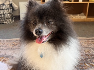 Pomeranian – Bearbear Grey Pomeranian – Fort Wayne
