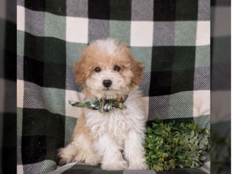 Cavapoo – Cavapoo – Stratford