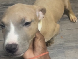 American Staffordshire Terrier – pups for sell