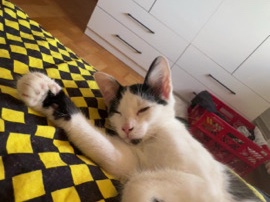 European Shorthair – Baby Katze Oreo – Offenburg
