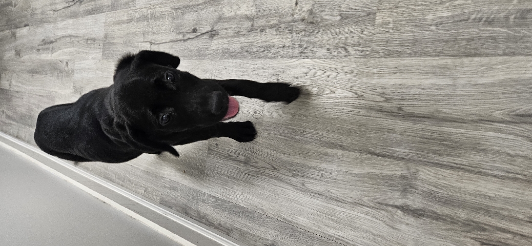 Cane Corso – female puppy 3 months old