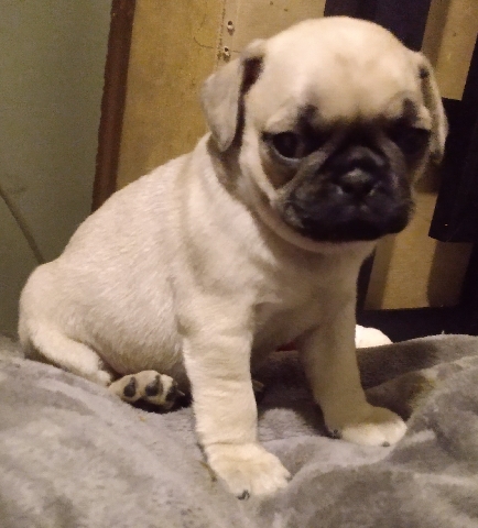 Pug – pug puppies for sale