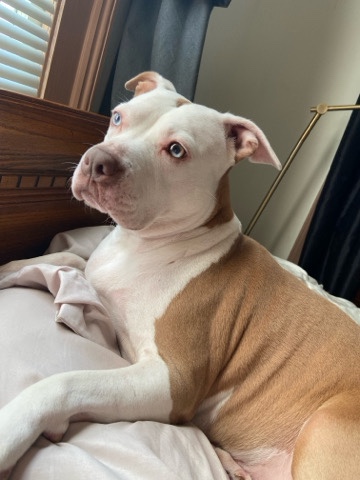 American Staffordshire Terrier – 3 year old pit needs rehome