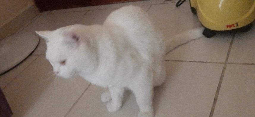 Turkish shorthair (male)