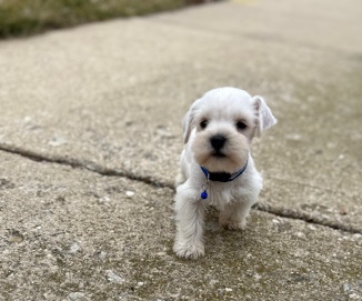 Miniature Schnauzer – miniature schnauzer male
