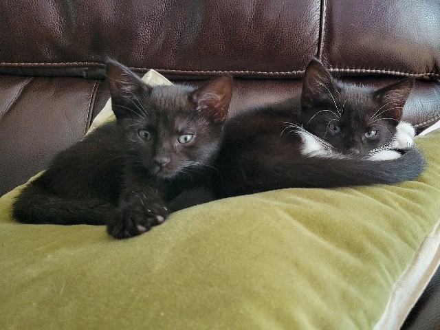 Kittens