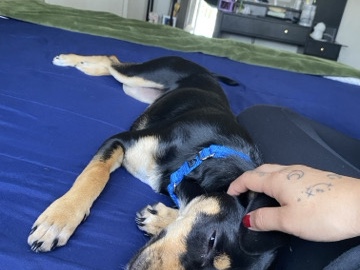 Jack Russell Terrier – perro en adopción – Escondido