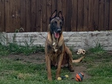 Belgian Shepherd Dog (Malinois) – Prince Belgian Malinos – Doncaster