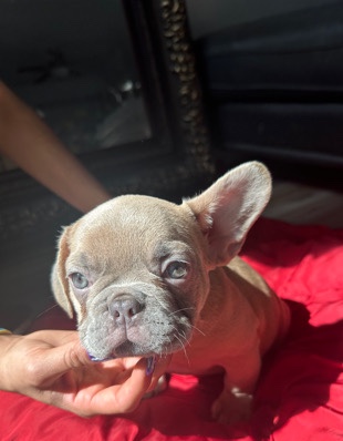 French Bulldog – lilac fawn frenchie
