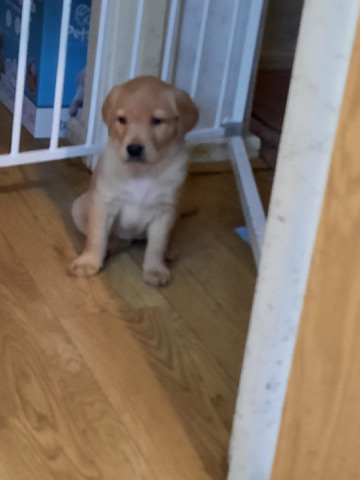 Labrador Retriever – KC Labrador Puppies