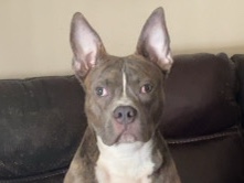 American Pit Bull Terrier – PHANTOM 💜 – East Orange