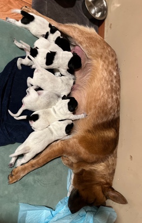 Australian cattle dog mix german shorthair pointer