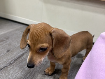 Dachshund – mini dachshund – Kendall West