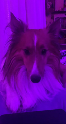 Shetland Sheepdog – Sheltie for sale!