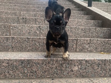 French Bulldog β Happy holidays πππ