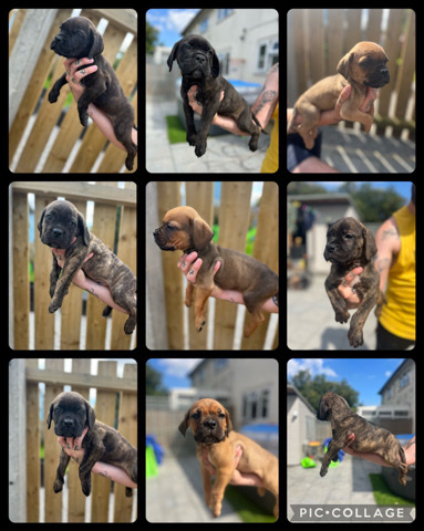 Cane Corso – cane corso x dog de Bordeaux