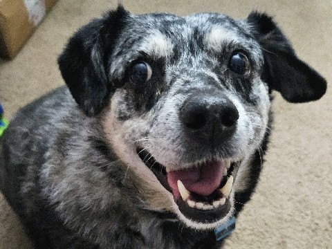 Catahoula Cur – Sweet old girl in need of a new home after owners cancer diagnosis – Surprise