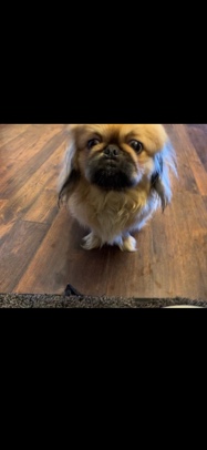 full Bread Pekingese 