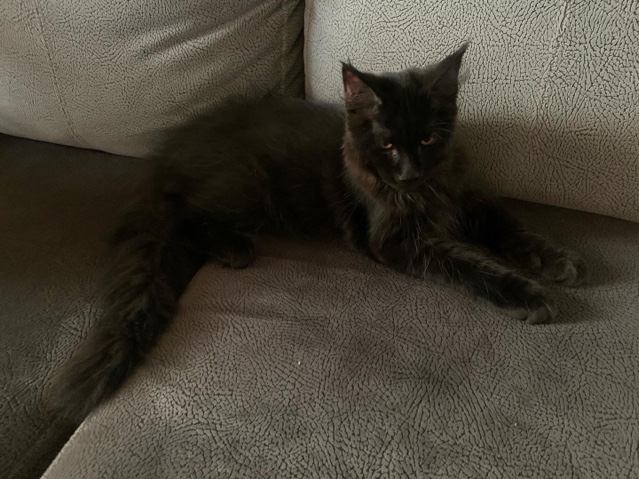 Maine Coon – Maine **** male