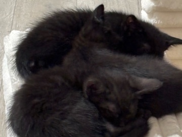 (2) month old kittens ready for adoption