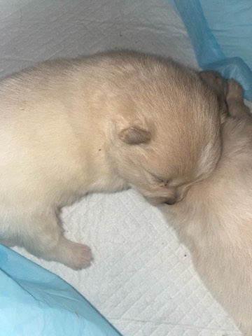 Pomeranian – Pomeranian puppies