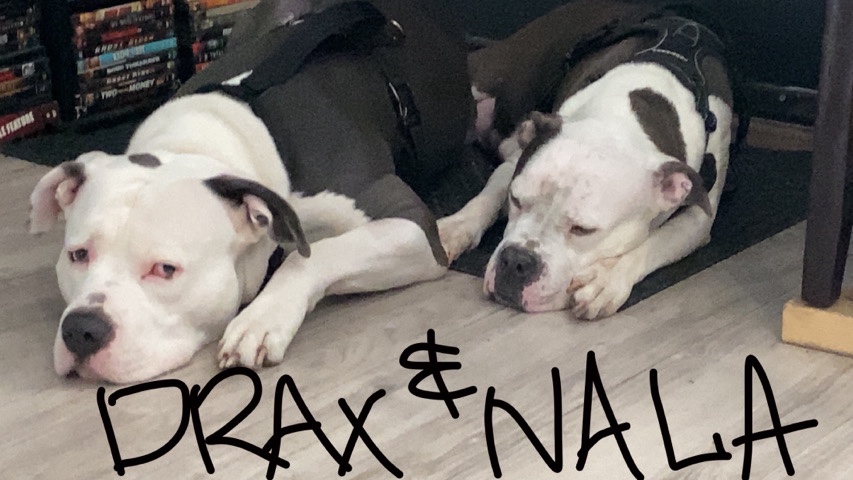American Pit Bull Terrier – American pitbull terrier