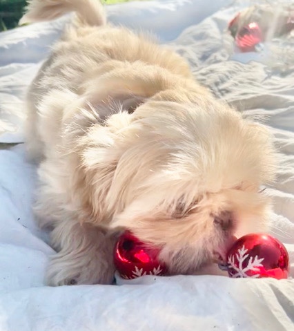 Shih Tzu – Cream liver male