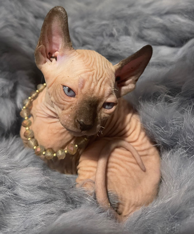 Sphynx – Straight Elf Ear Sphynx