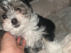 Shih Tzu – mini Shih Tzu mixed poodle – Centralia