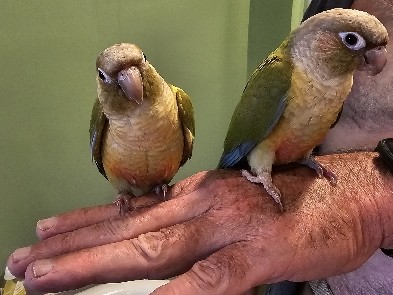 pineapple conures 