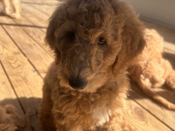 golden doodles