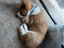 Pembroke Welsh Corgi