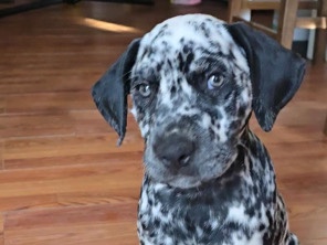 Dalmatian – cachorros Dalmatas – Baltimore