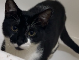 Two male cats – Houston
