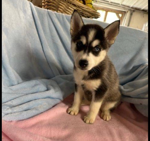 Alaskan Klee Kai (Mini Husky)