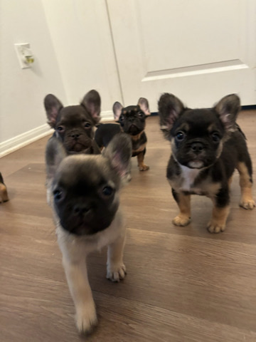 French Bulldog – Akc pure bred french bulldog female 4 month old very rare micro fluffy