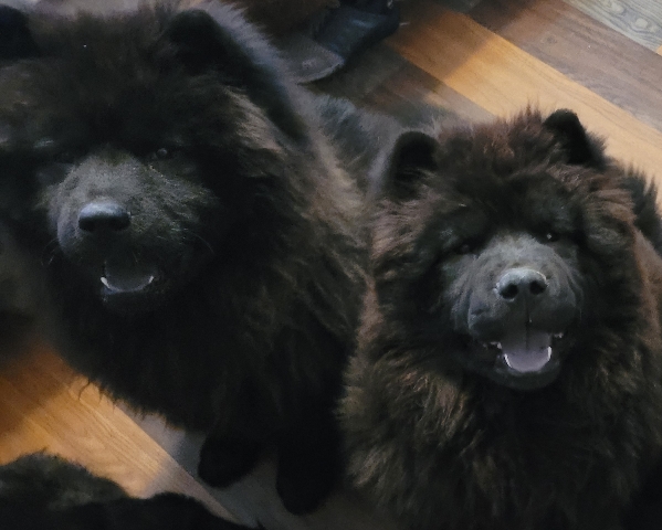 Chow Chow – Chow chow