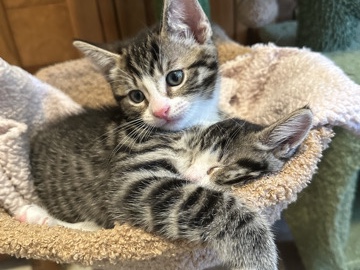 American Bobtail – 3 Kittens Looking for Loving Homes – 萨克拉门托