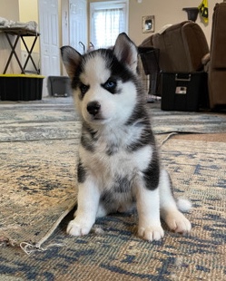 Siberian Husky – Siberian husky male puppy