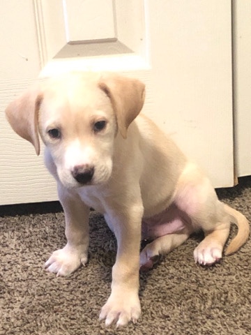 Labrador Retriever – Dog need to go