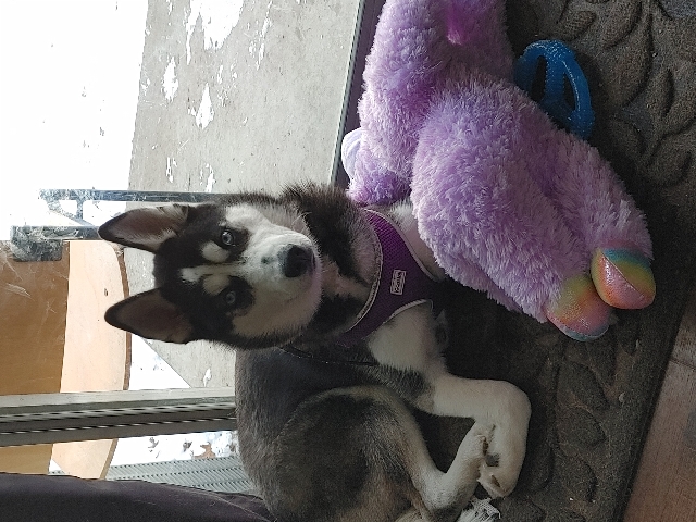Siberian Husky – Siberian Husky