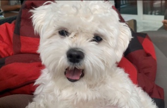 Maltese – Selling 100% Pure Maltese (With Paper)