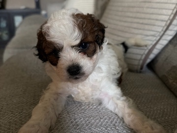 Chihuahua – Chihuahua Poodle – Harvey