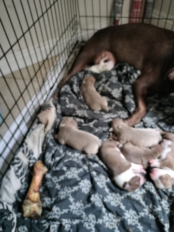 Full-blooded Red Nose Pit-Bulls Puppies