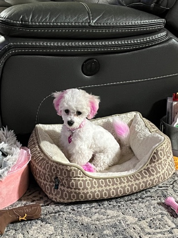 Bichon Frise Puppy