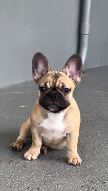 French Bulldog – French bulldog/frenchie puppy