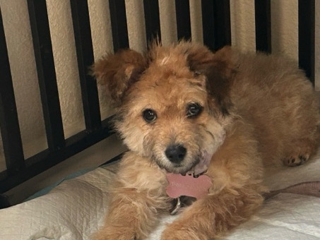 Mixed Breed – Chipoo Puppy – Sacramento